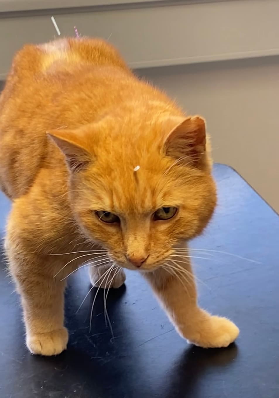 Orange kat