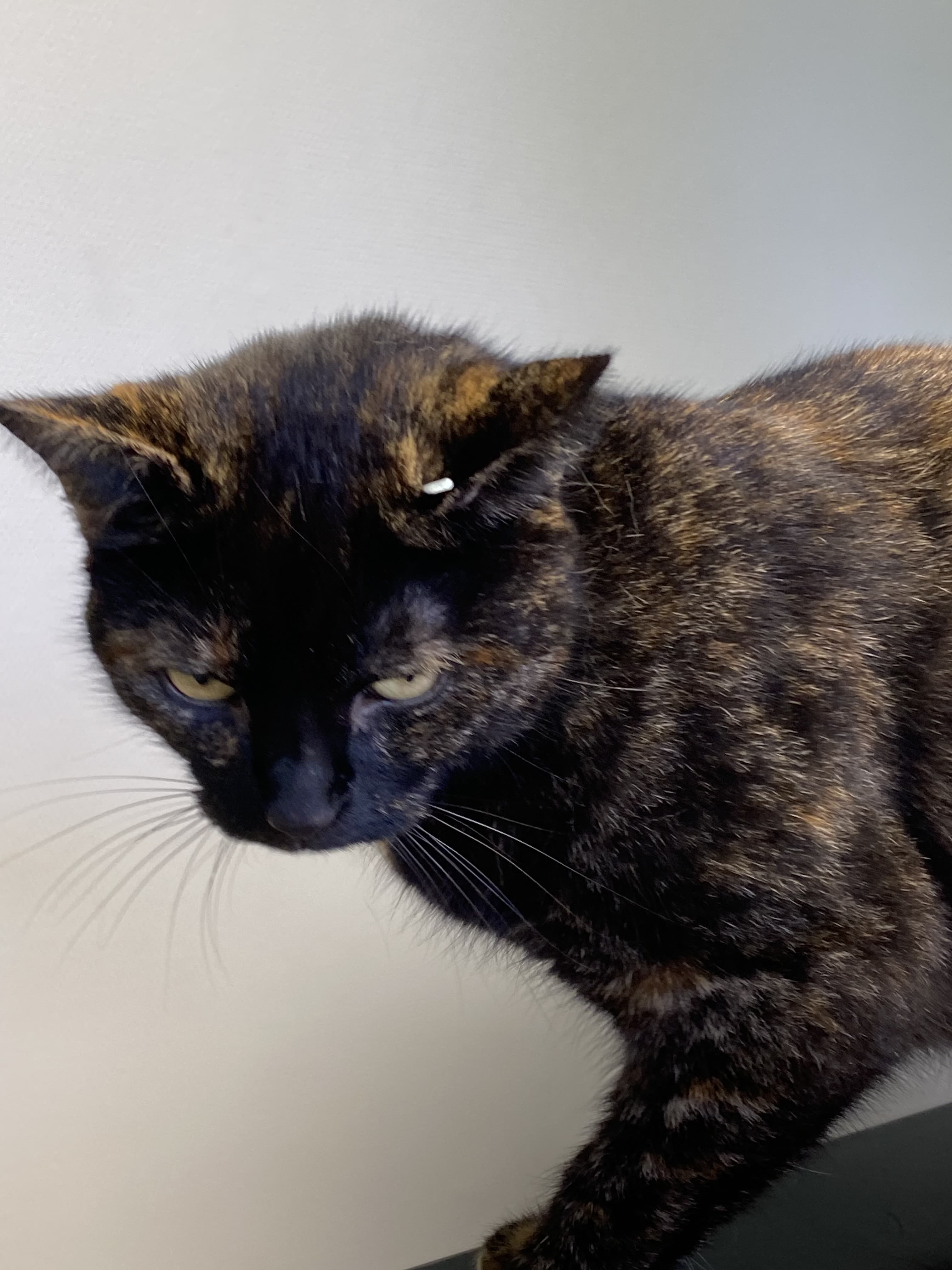 Skildpaddefarvet kat
