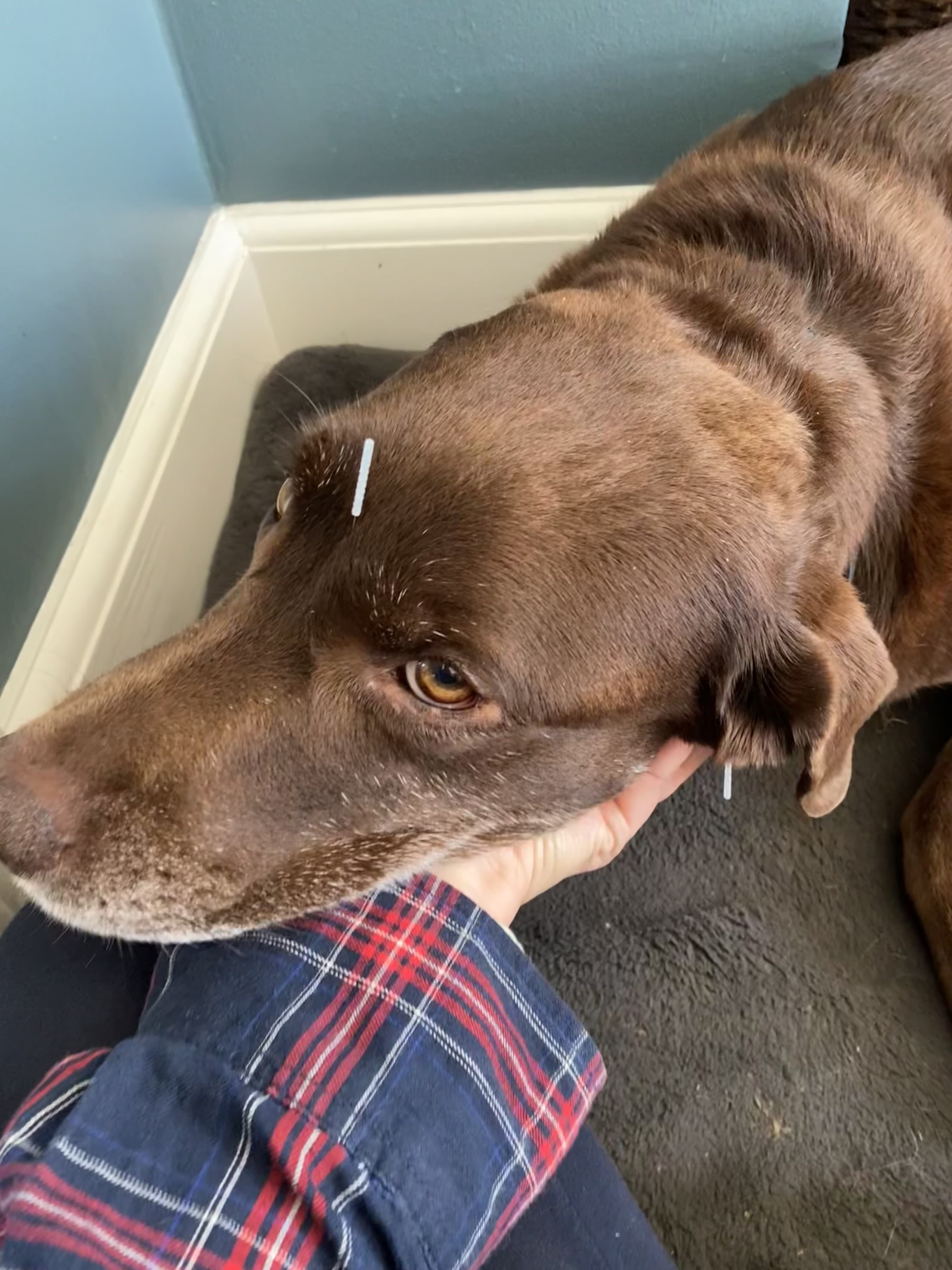 Chokoladebrun labrador