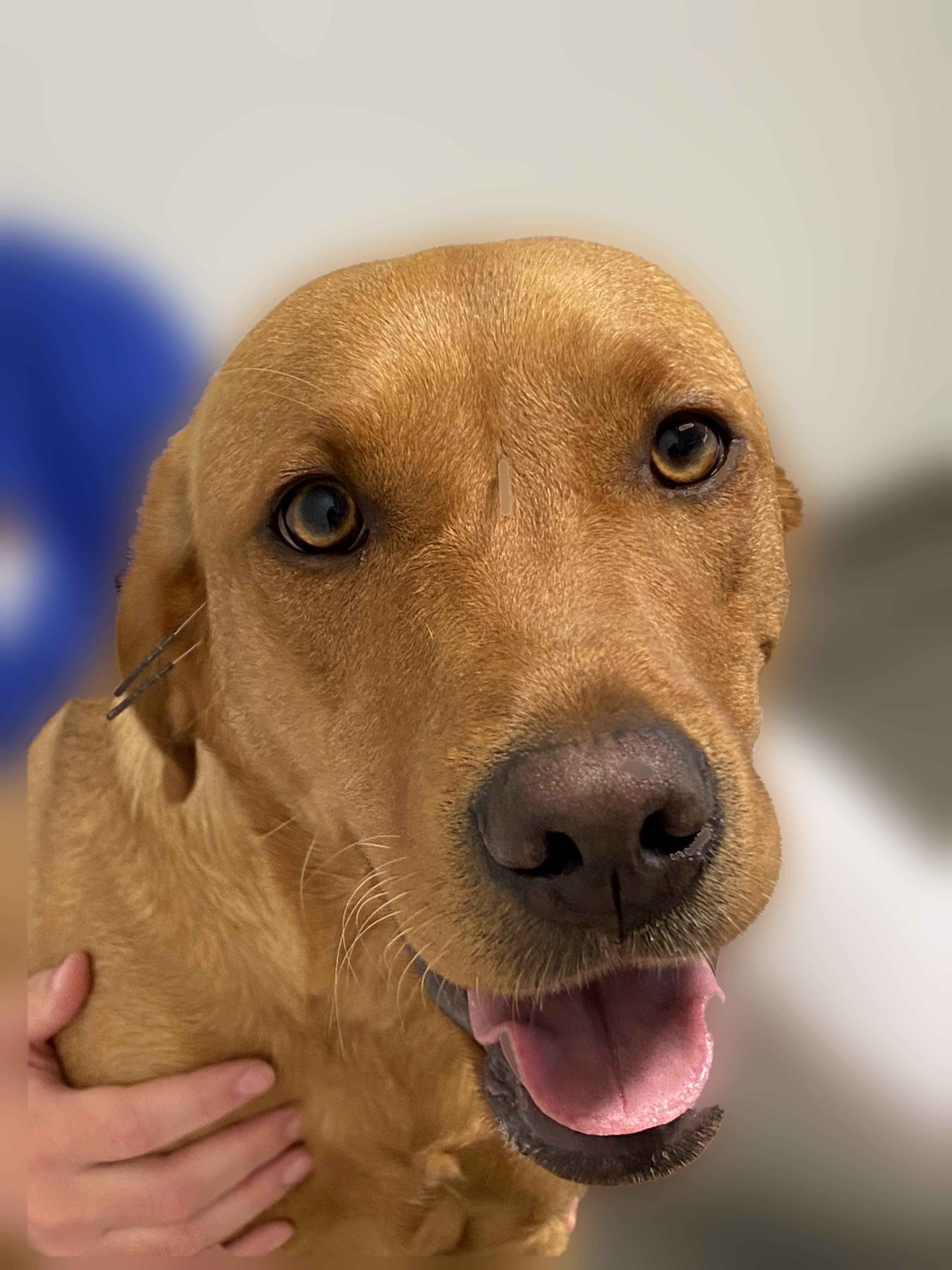 Golden retriever